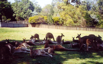 The Social Area - where kangaroos mingle at the centre
