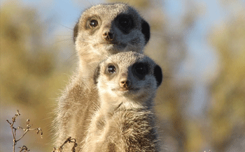 Meerkats are among the 5% of truly monogamous animals on Earth