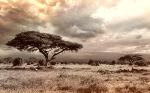 The Perfect Getaway in Kenya