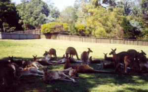 The Social Area - where kangaroos mingle at the centre