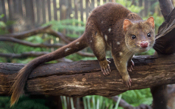 Tiger Quoll - one of many species at the rehabilitation centre