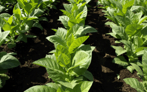 Cuban Tobacco Grown on Farms