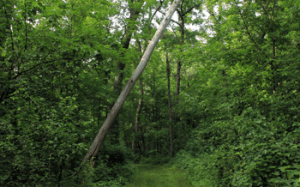 Does a tree make a sound when it falls, even if nobody's there to hear it?